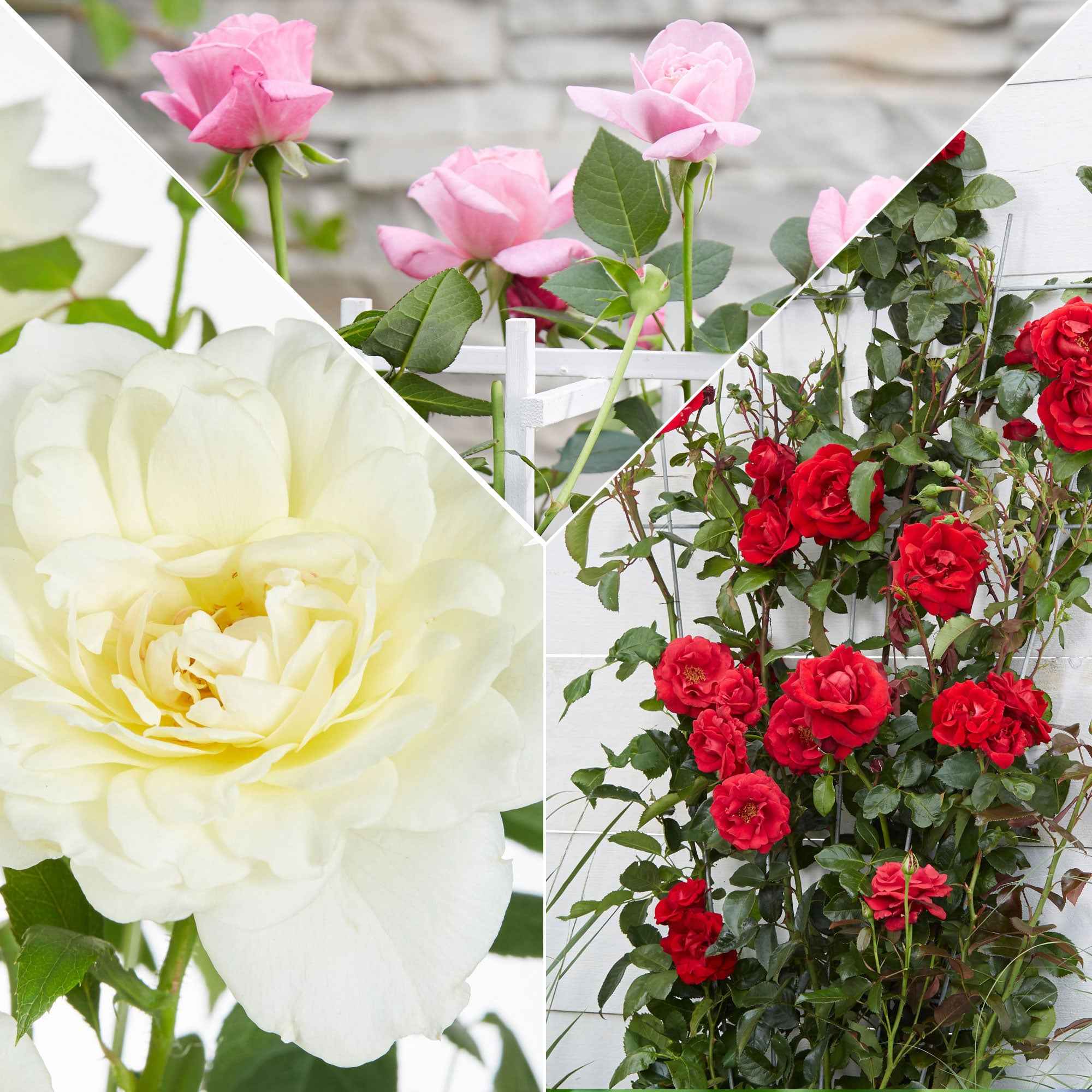 Miniatuur 2