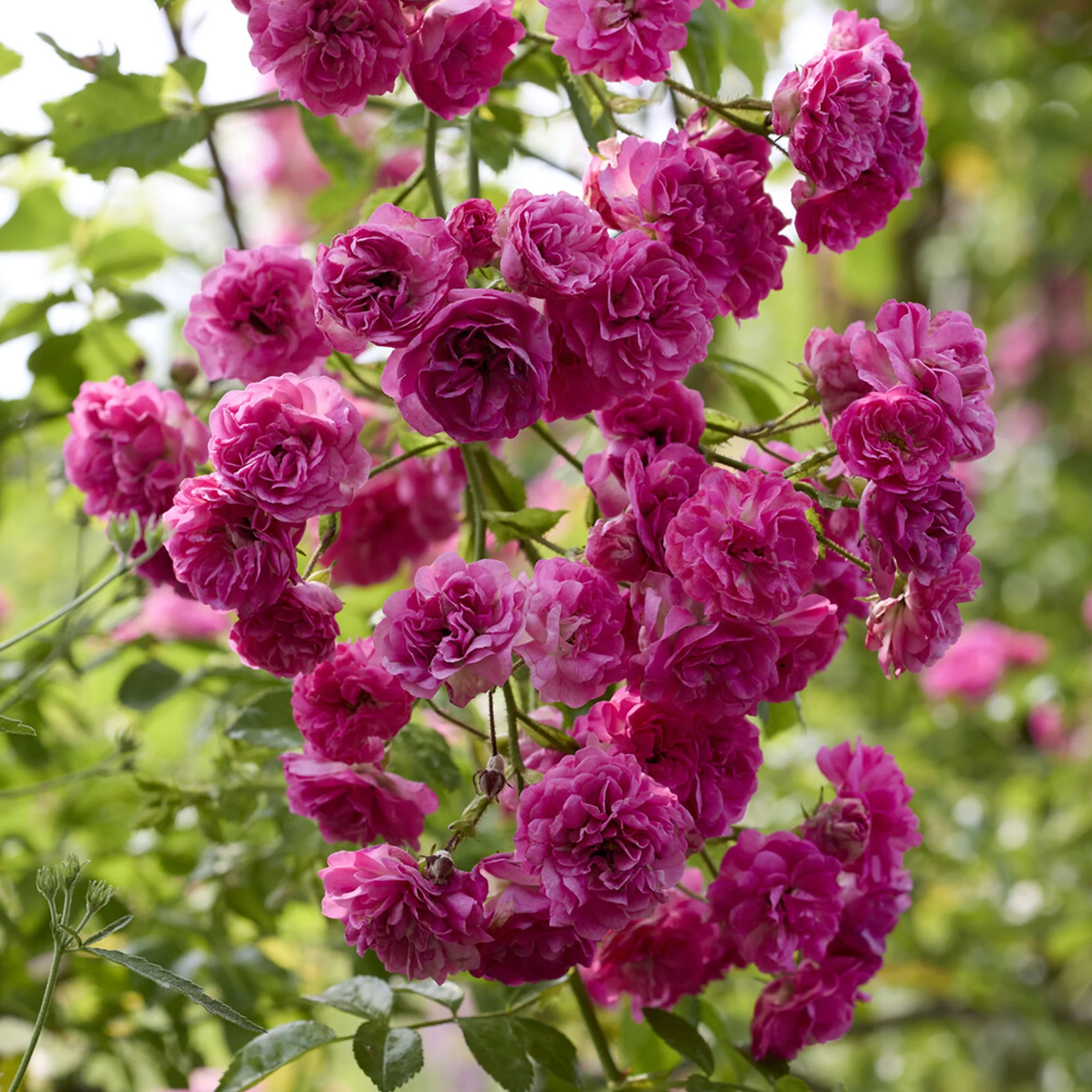 Klimroos Super Excelsa®
