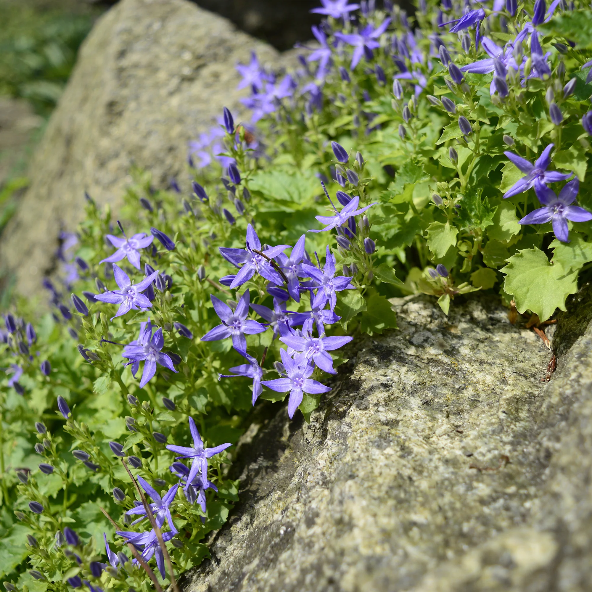 Klokjesbloem