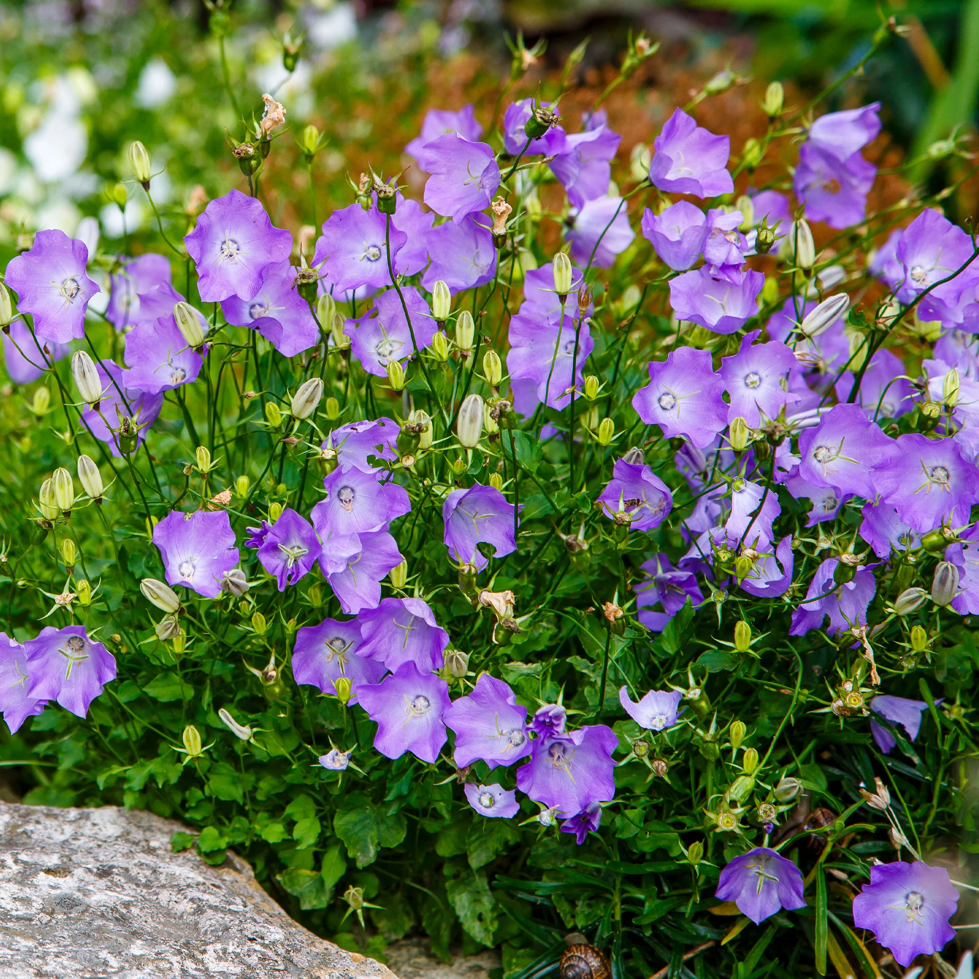 Klokjesbloem Blaue Clips - Image 3