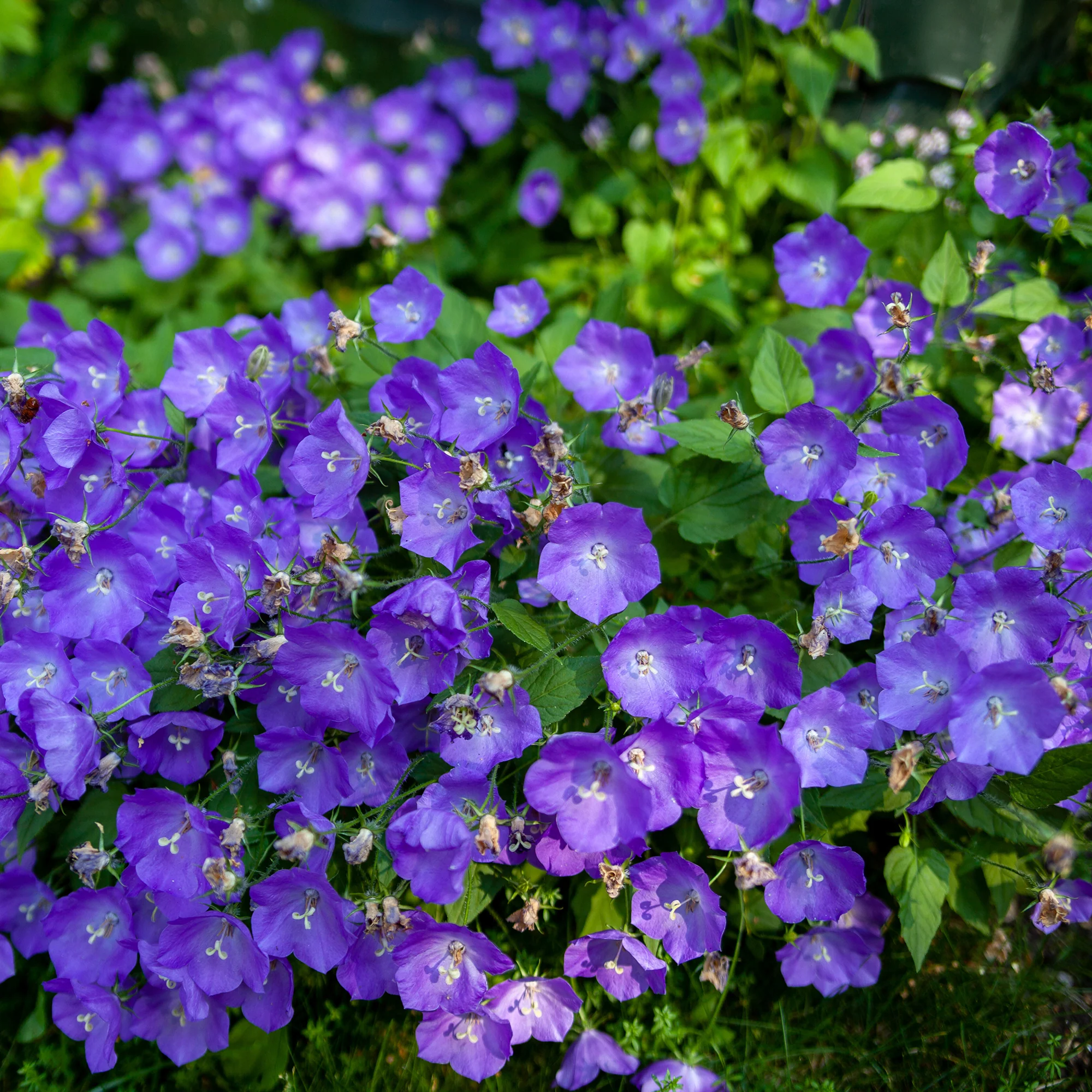 Klokjesbloem Blaue Clips - Image 4
