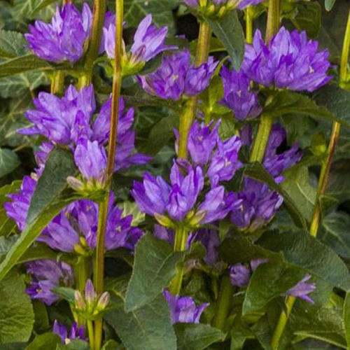 Klokjesbloem Freya