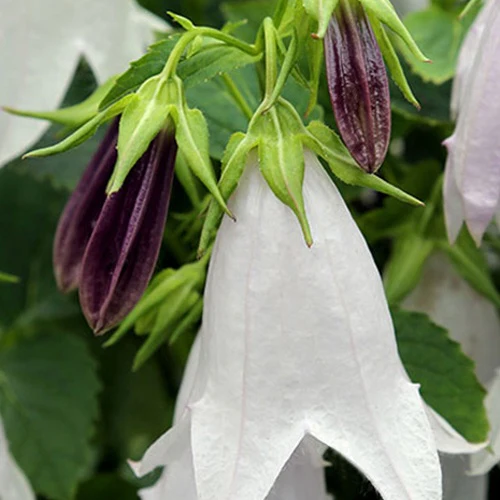 Klokjesbloem Iridescent Bells