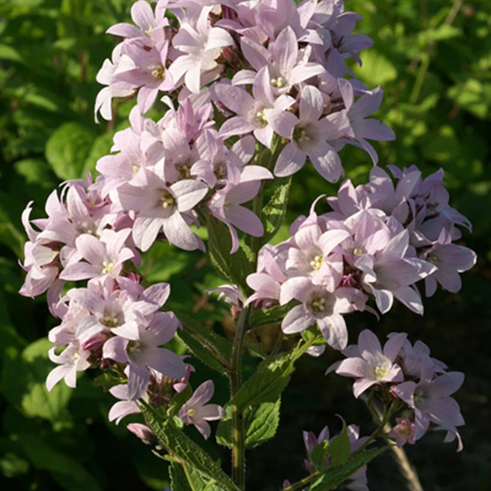 Klokjesbloem 'Loddon Anna'
