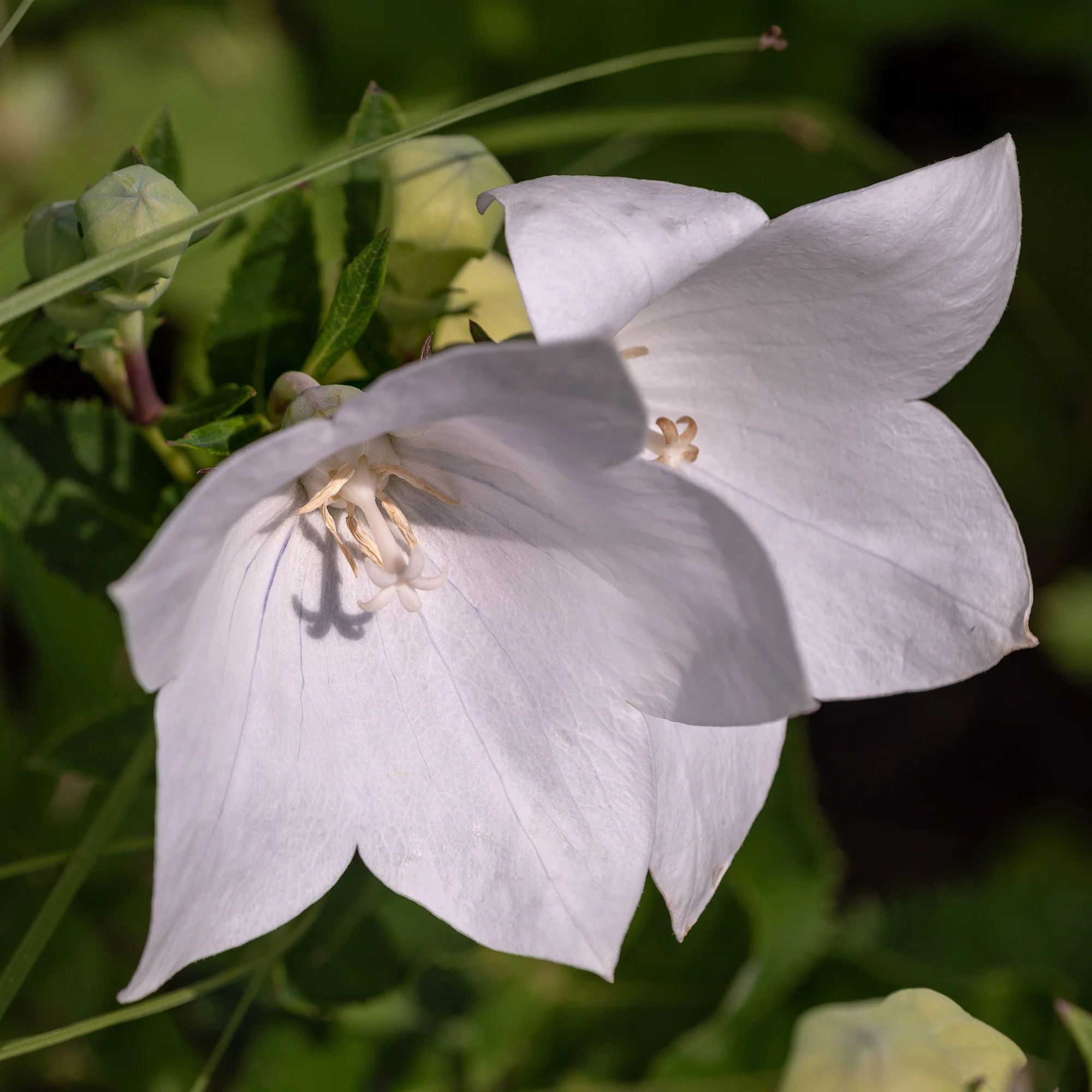 Klokjesbloem Alba - Image 2