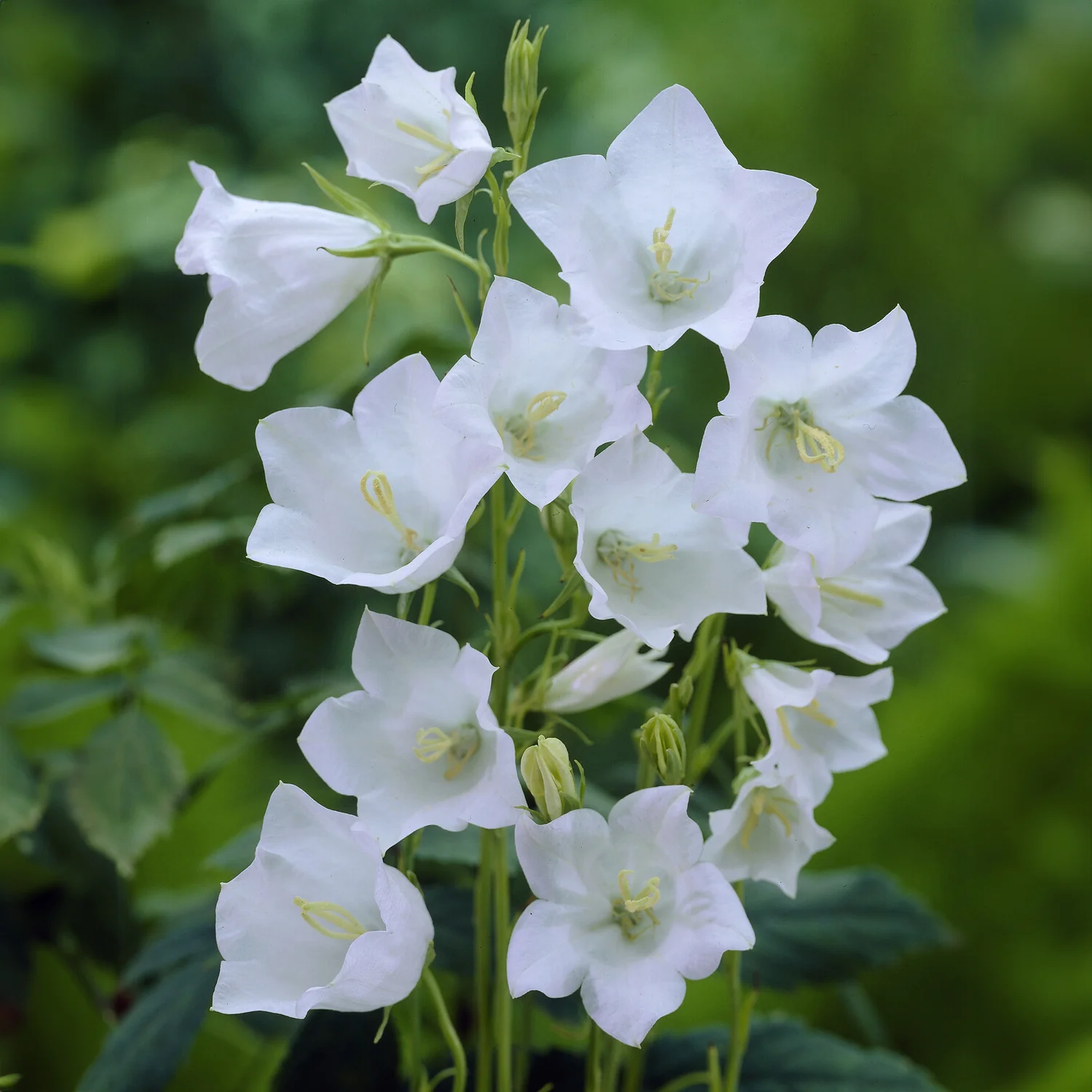 Klokjesbloem Alba - Image 3