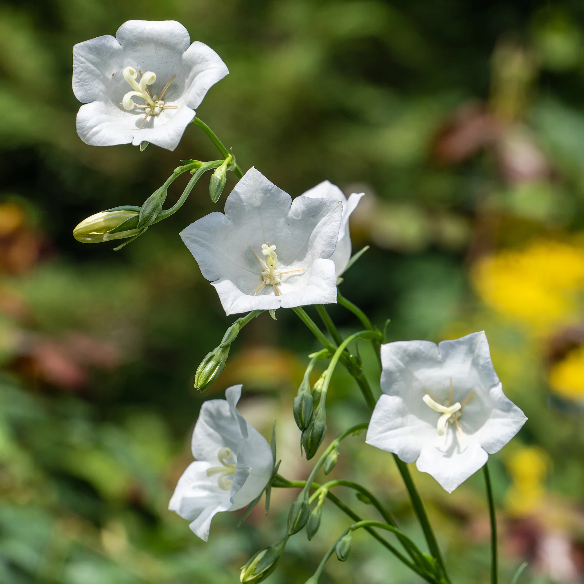 Klokjesbloem Alba - Image 4