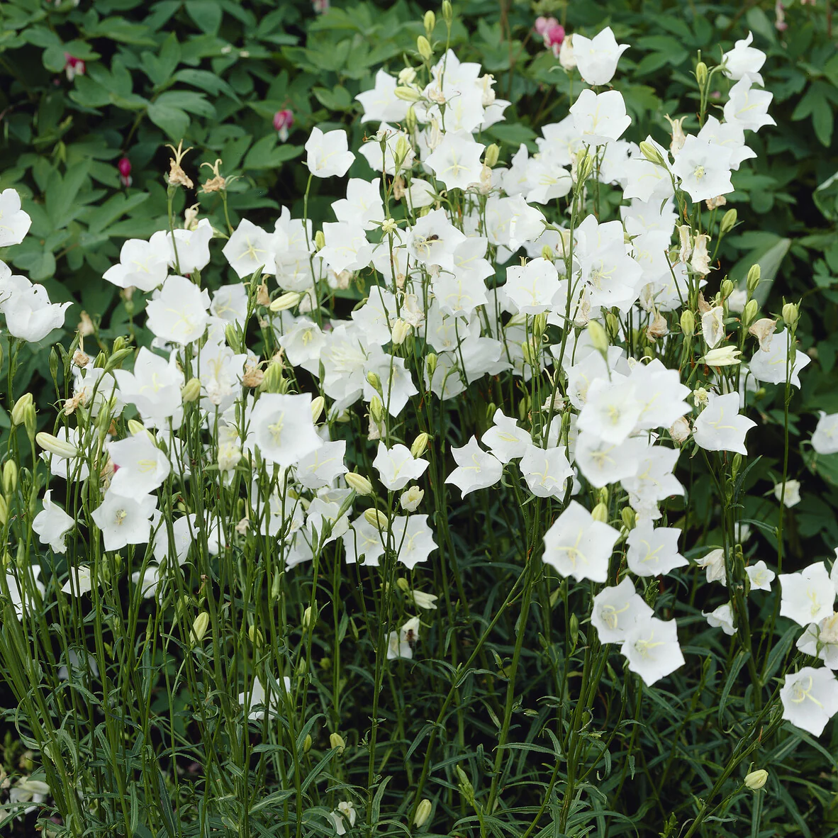 Klokjesbloem Alba - Image 5