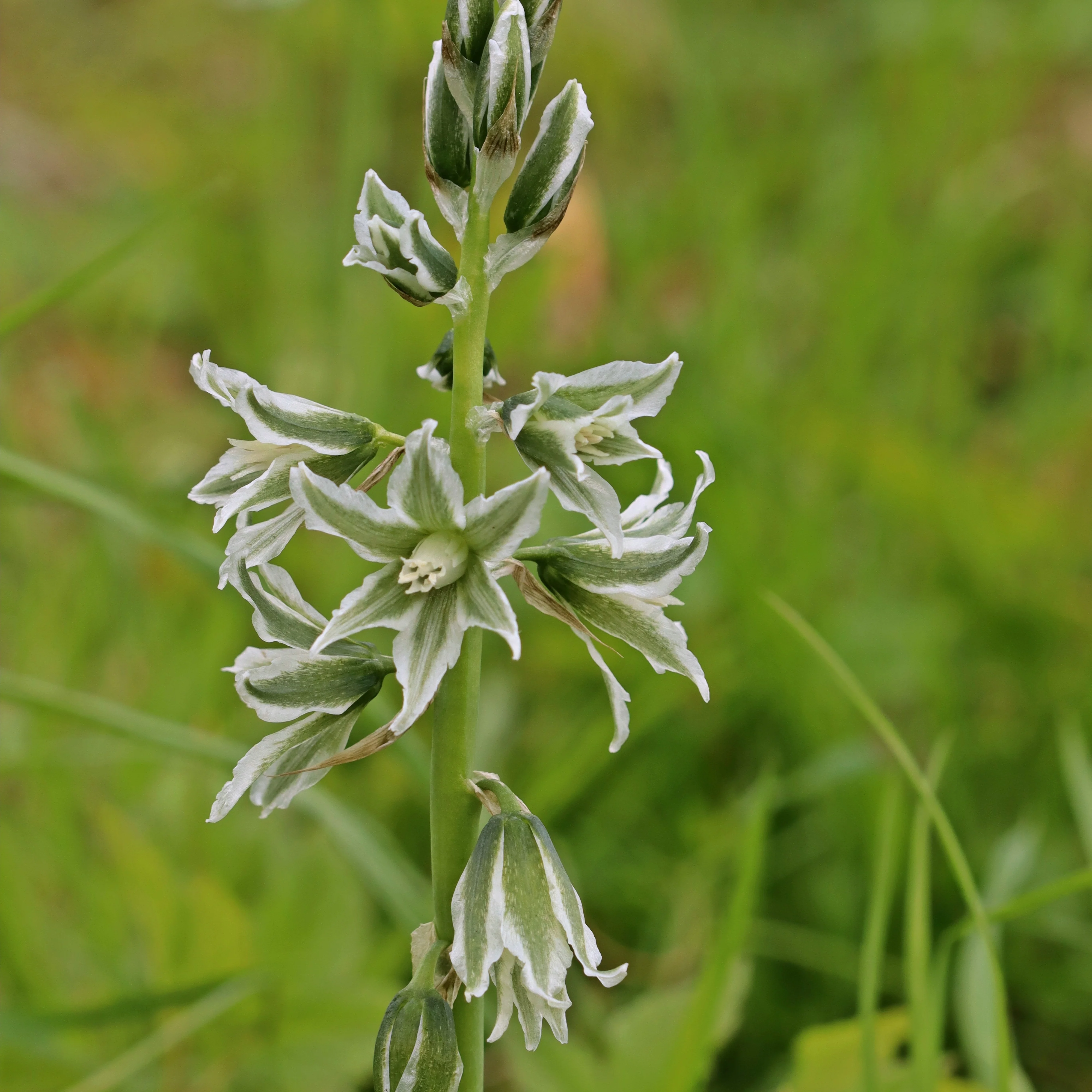 Kaapse Vogelmelk - Image 3