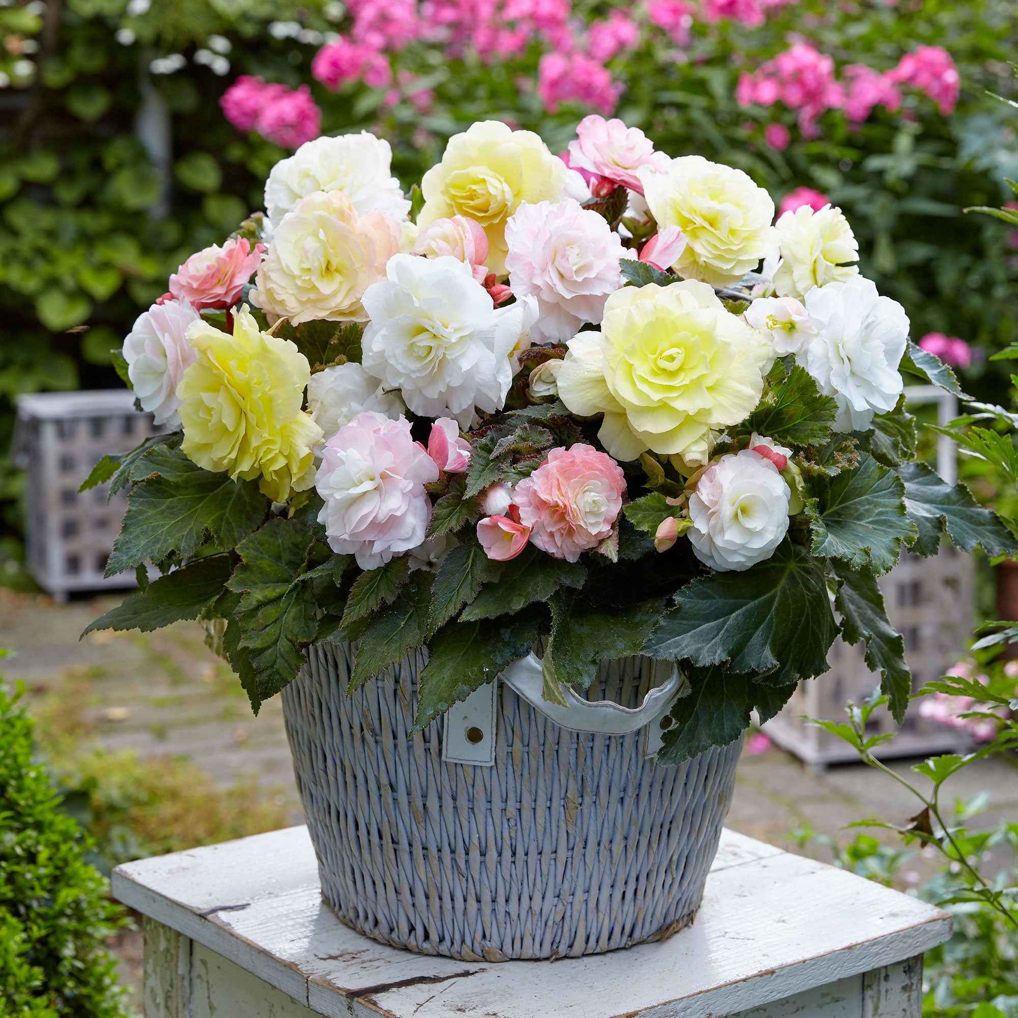 Knolbegonia Mix 'Wummi' (x4)