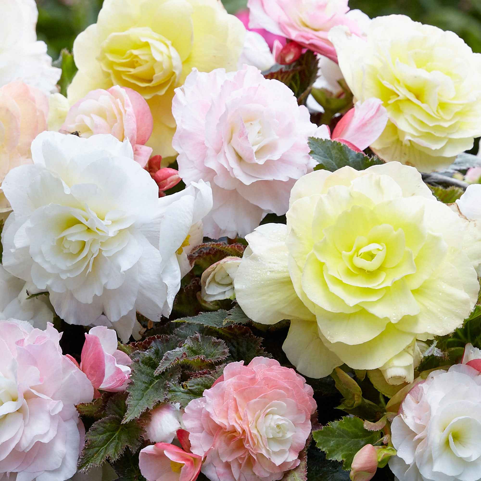 Knolbegonia Mix 'Wummi' (x4) - Image 2
