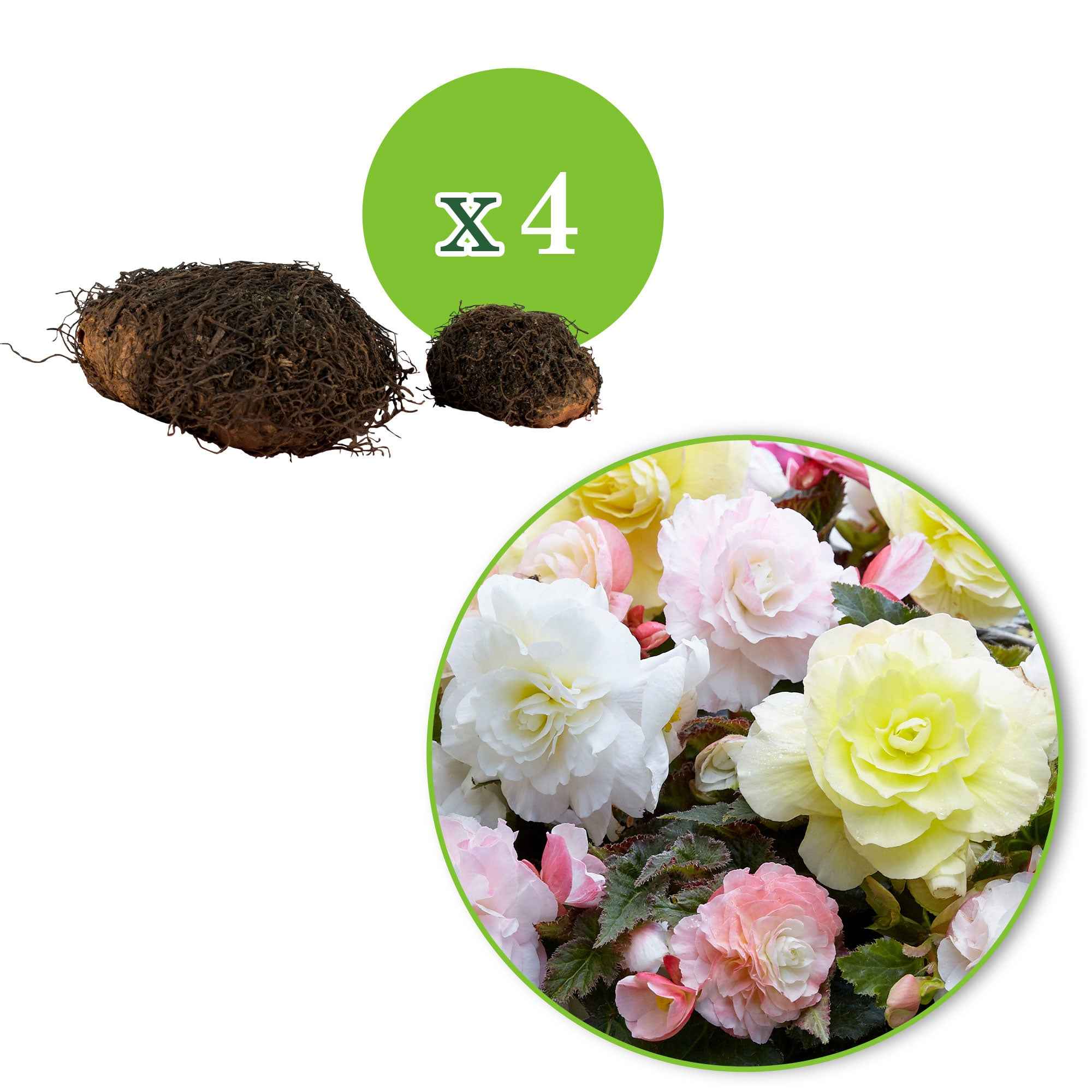 Knolbegonia Mix 'Wummi' (x4) - Image 3