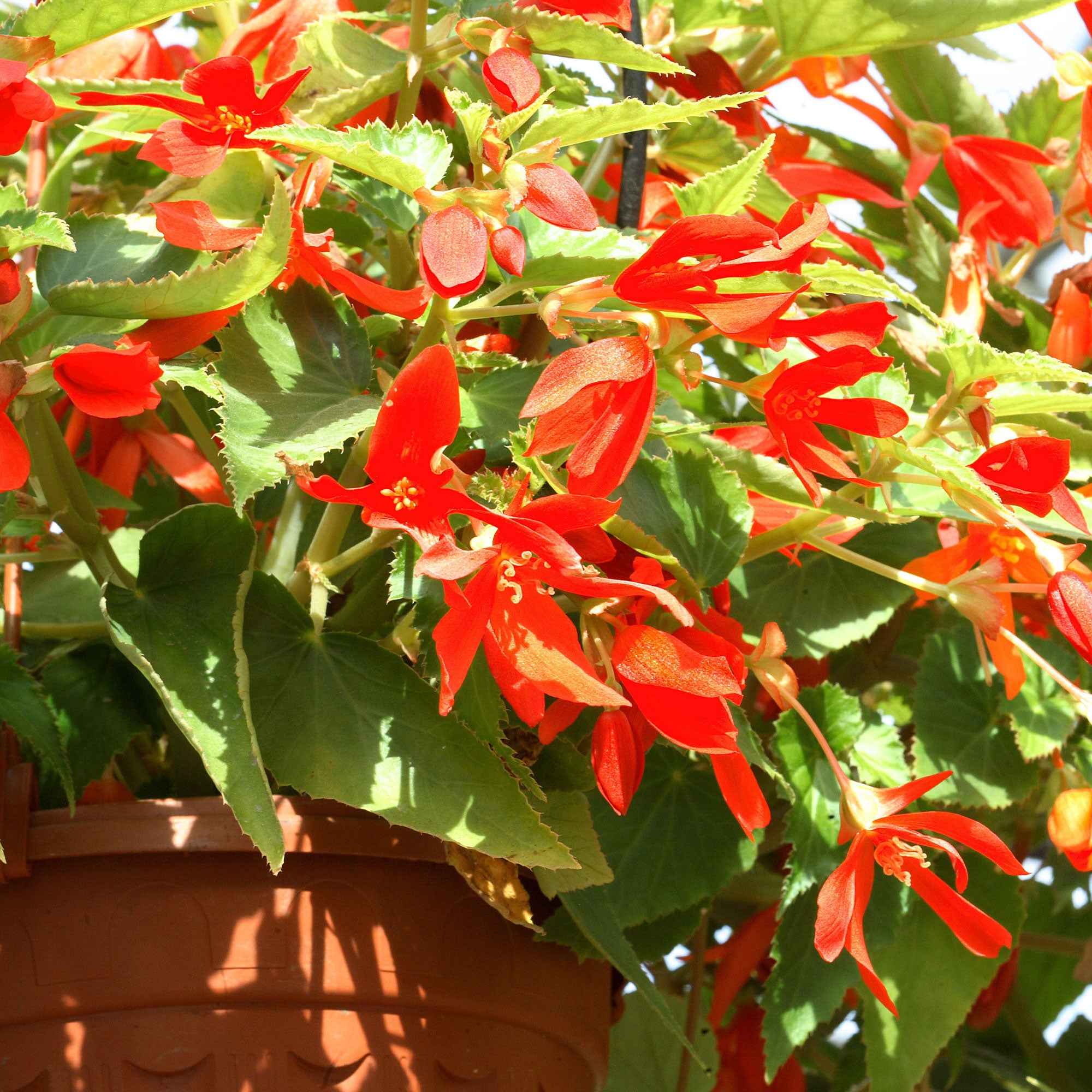 Knolbegonia 'Tanaïs (x2)
