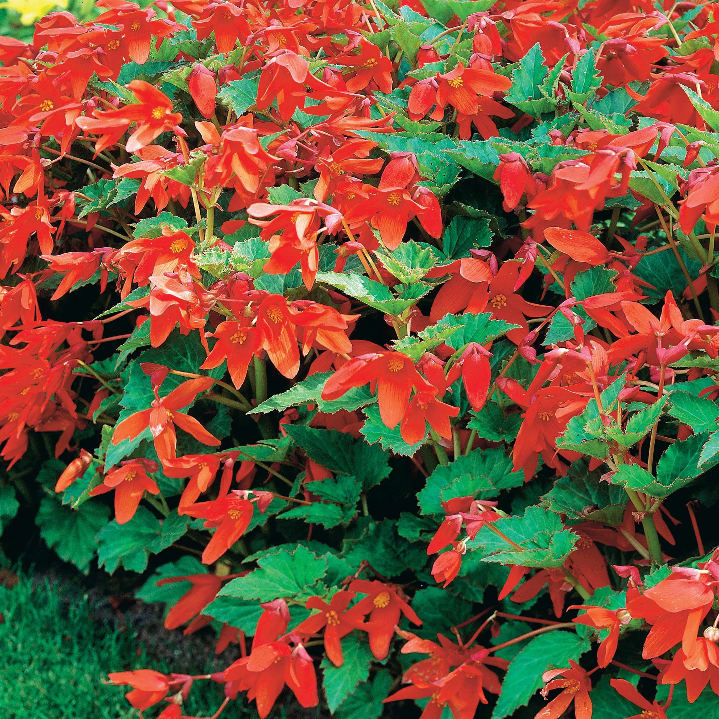 Knolbegonia 'Tanaïs (x2) - Image 2