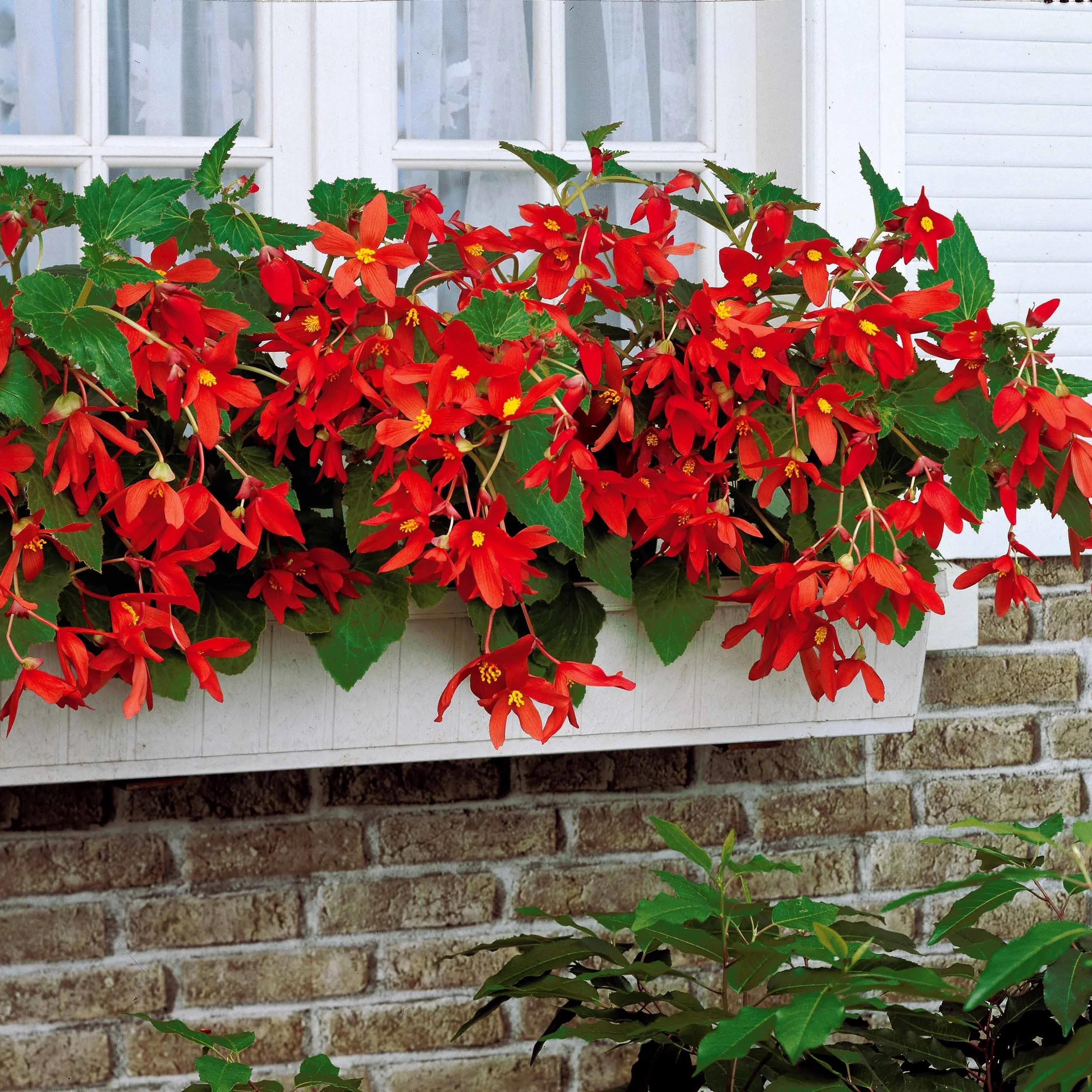 Knolbegonia 'Tanaïs (x2) - Image 3