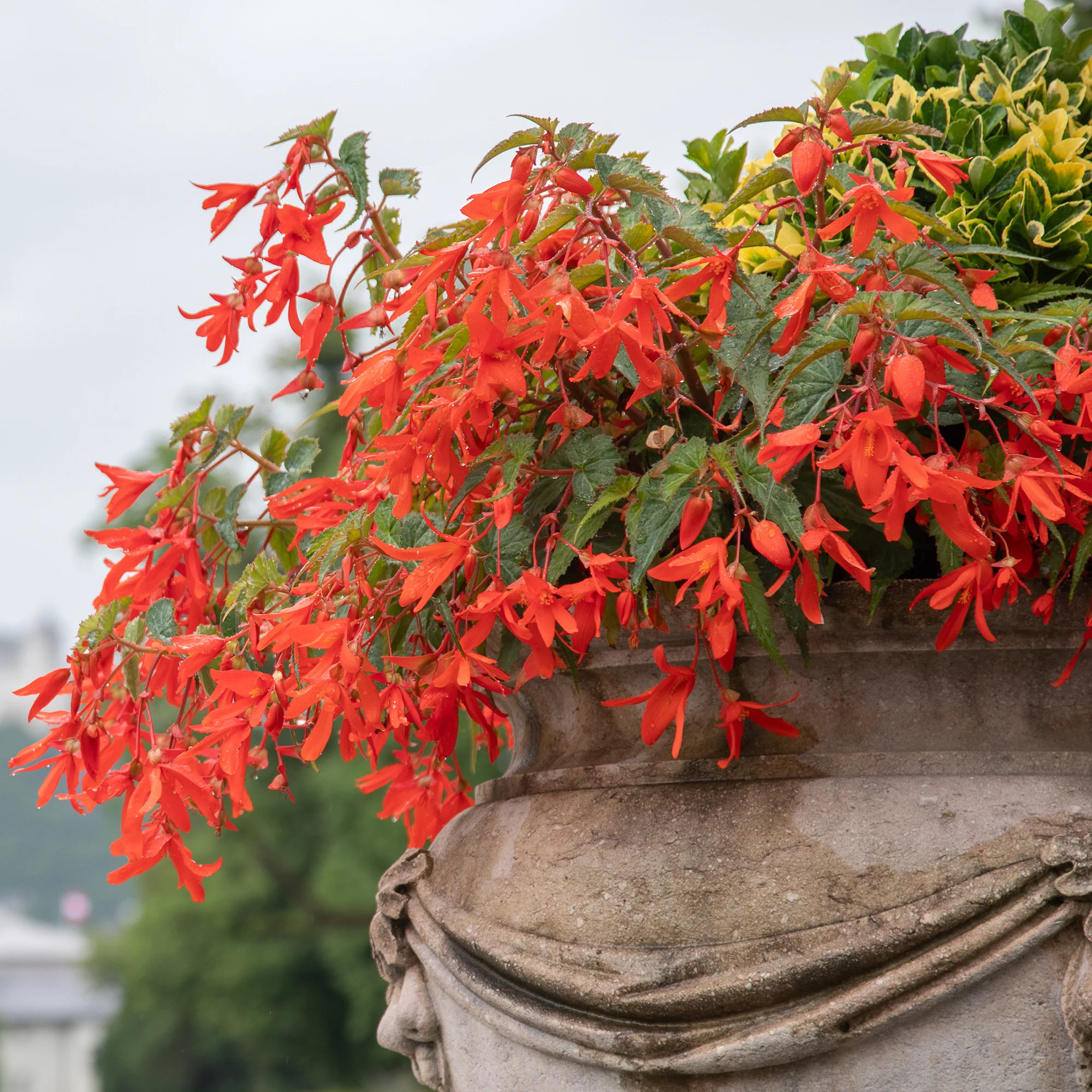 Knolbegonia 'Tanaïs (x2) - Image 4