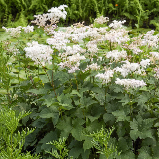 Knolspirea - Image 2