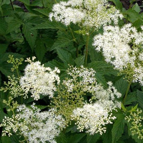 Knolspirea Alba