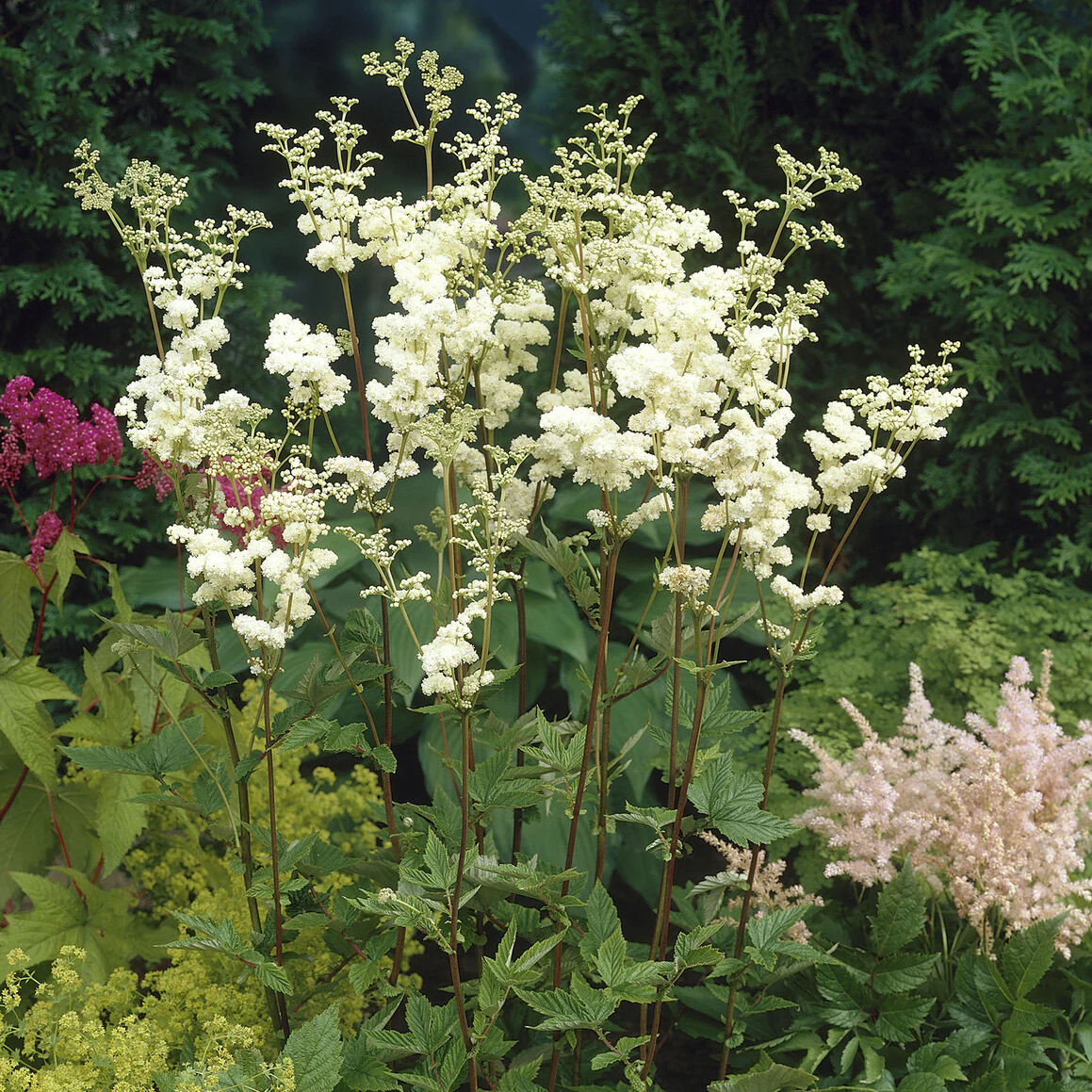 Knolspirea Plena - Image 2