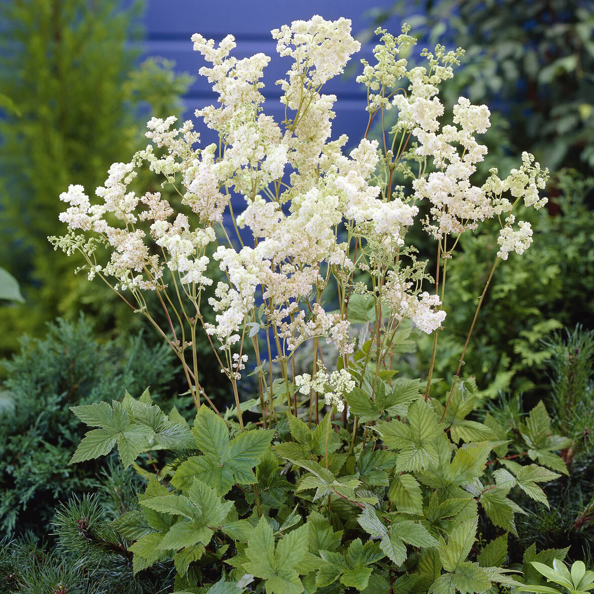 Knolspirea Plena - Image 3