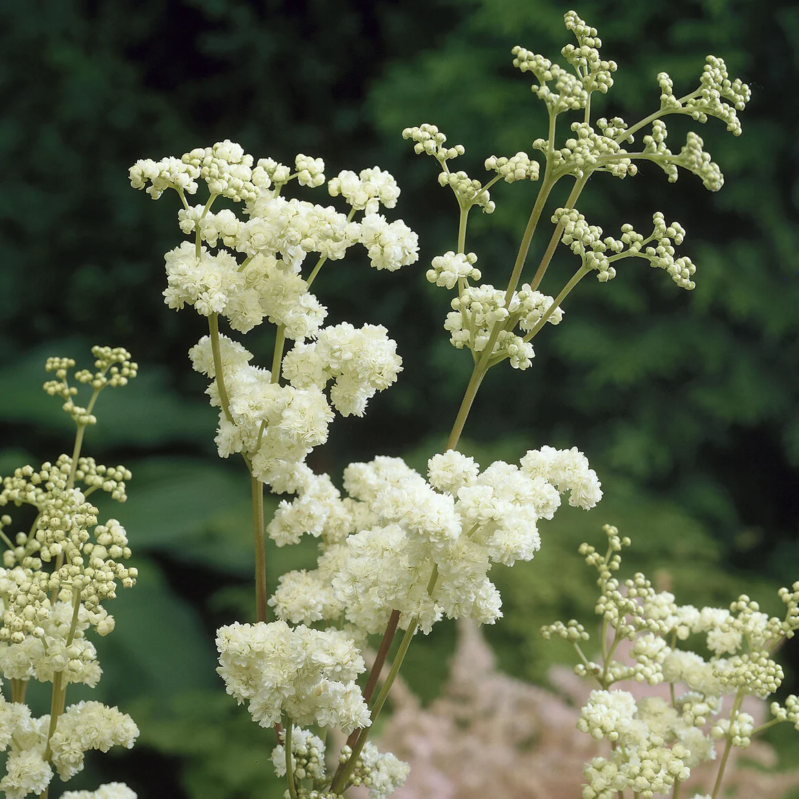 Knolspirea Plena - Image 4