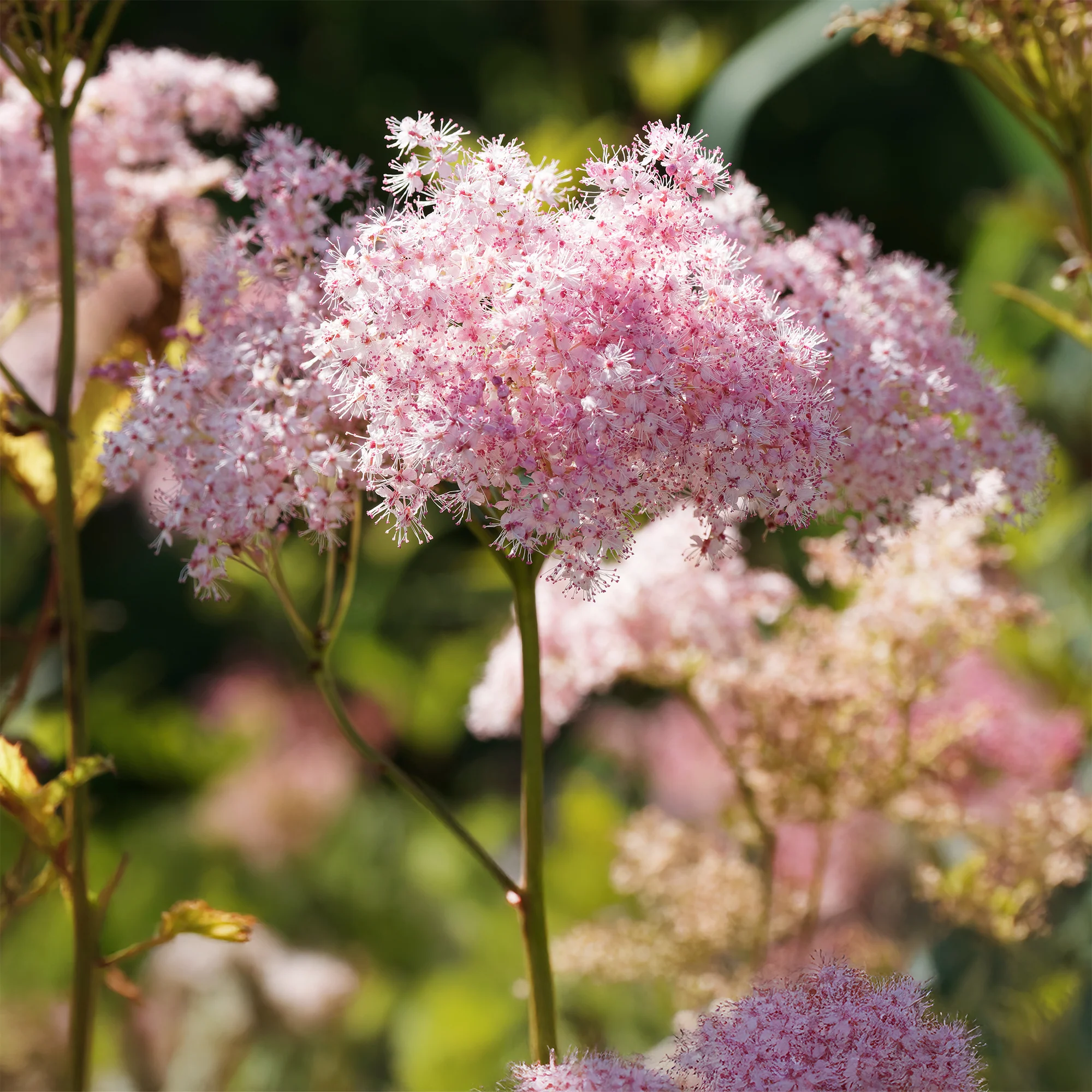 Knolspirea Venusta
