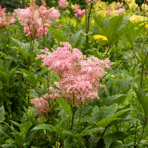 Knolspirea Venusta - Image 2