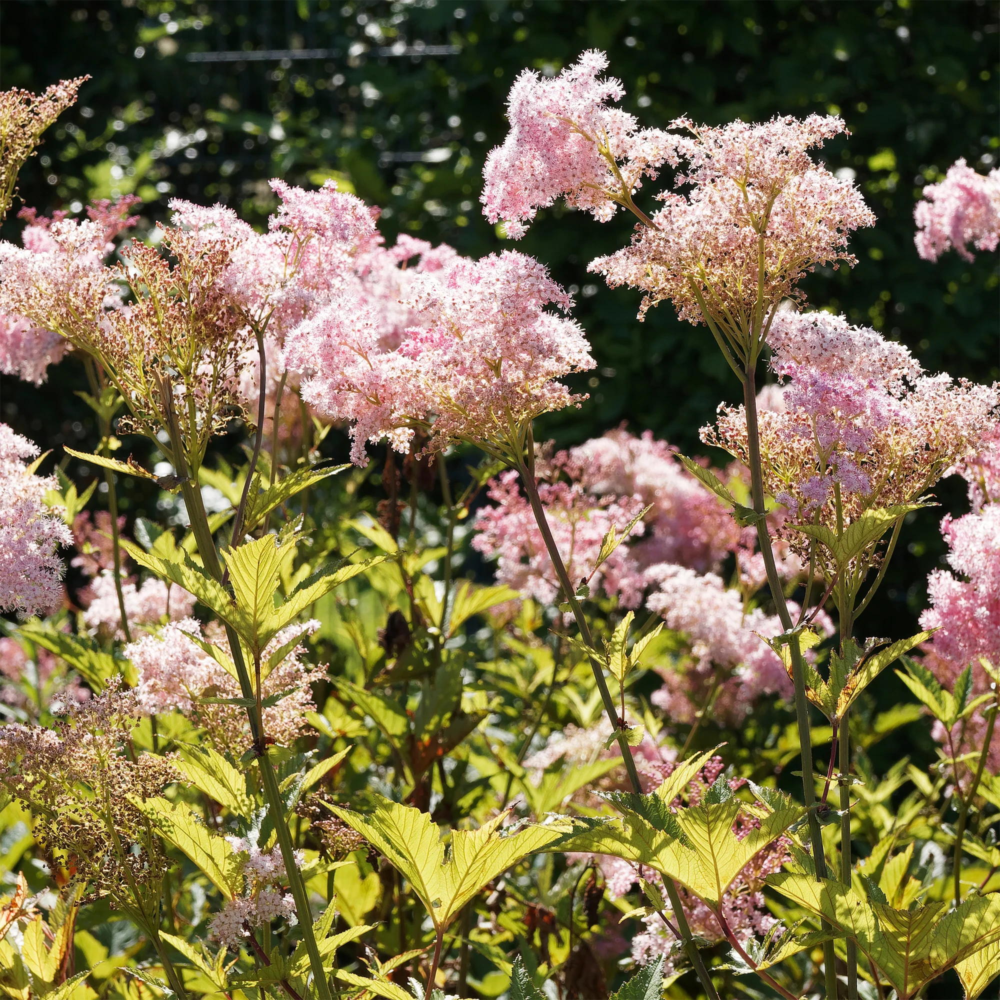 Knolspirea Venusta - Image 3