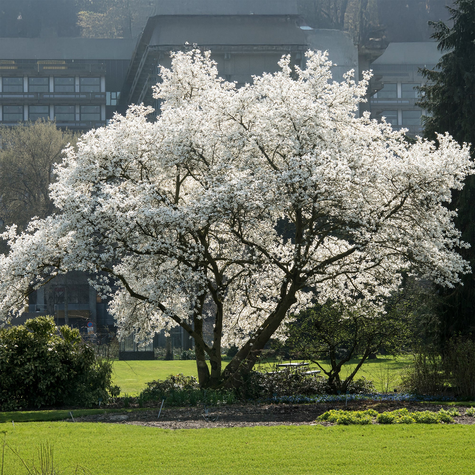 Kobushi magnolia
