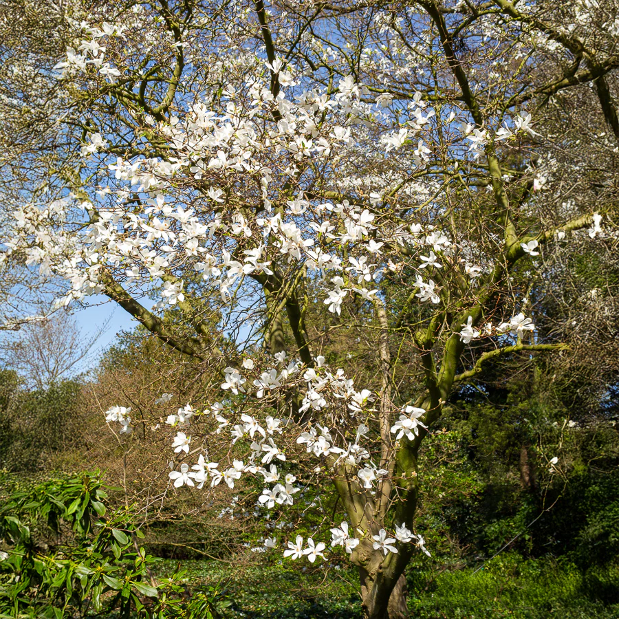 Kobushi magnolia - Image 2