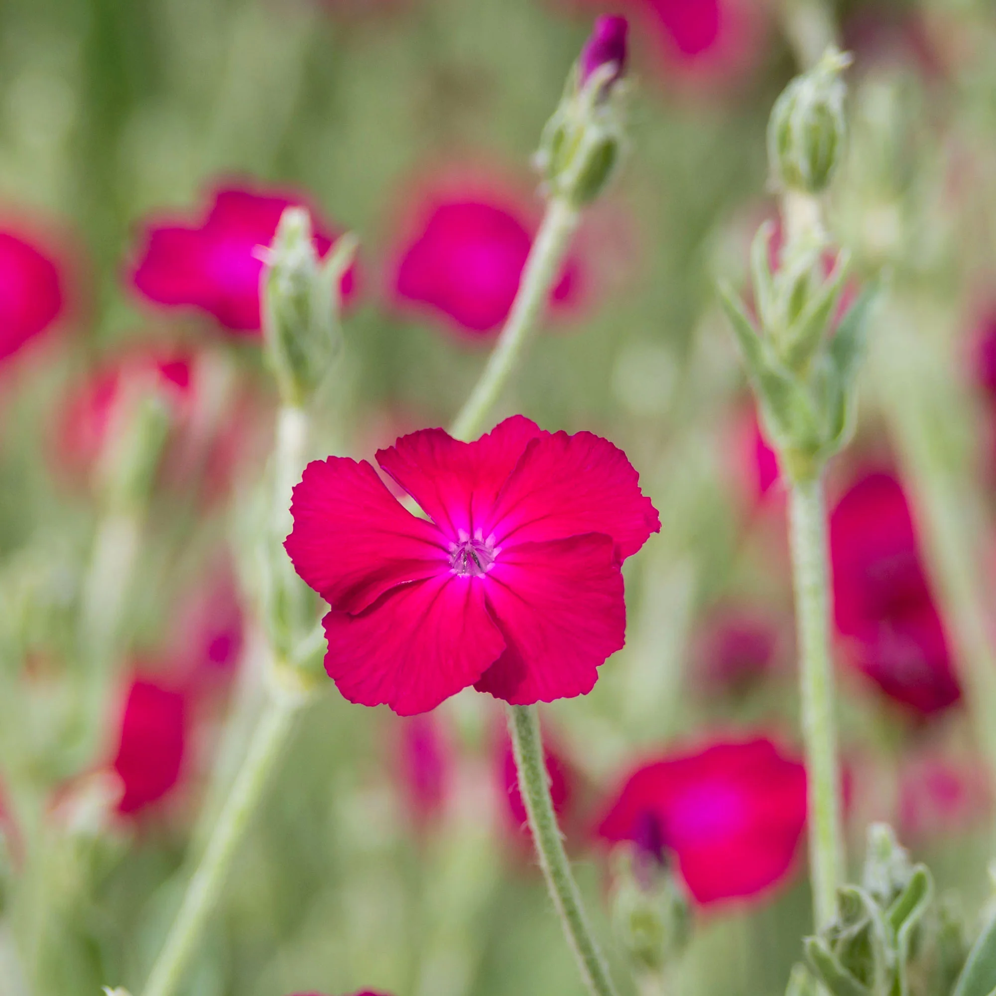 Koekoeksbloem