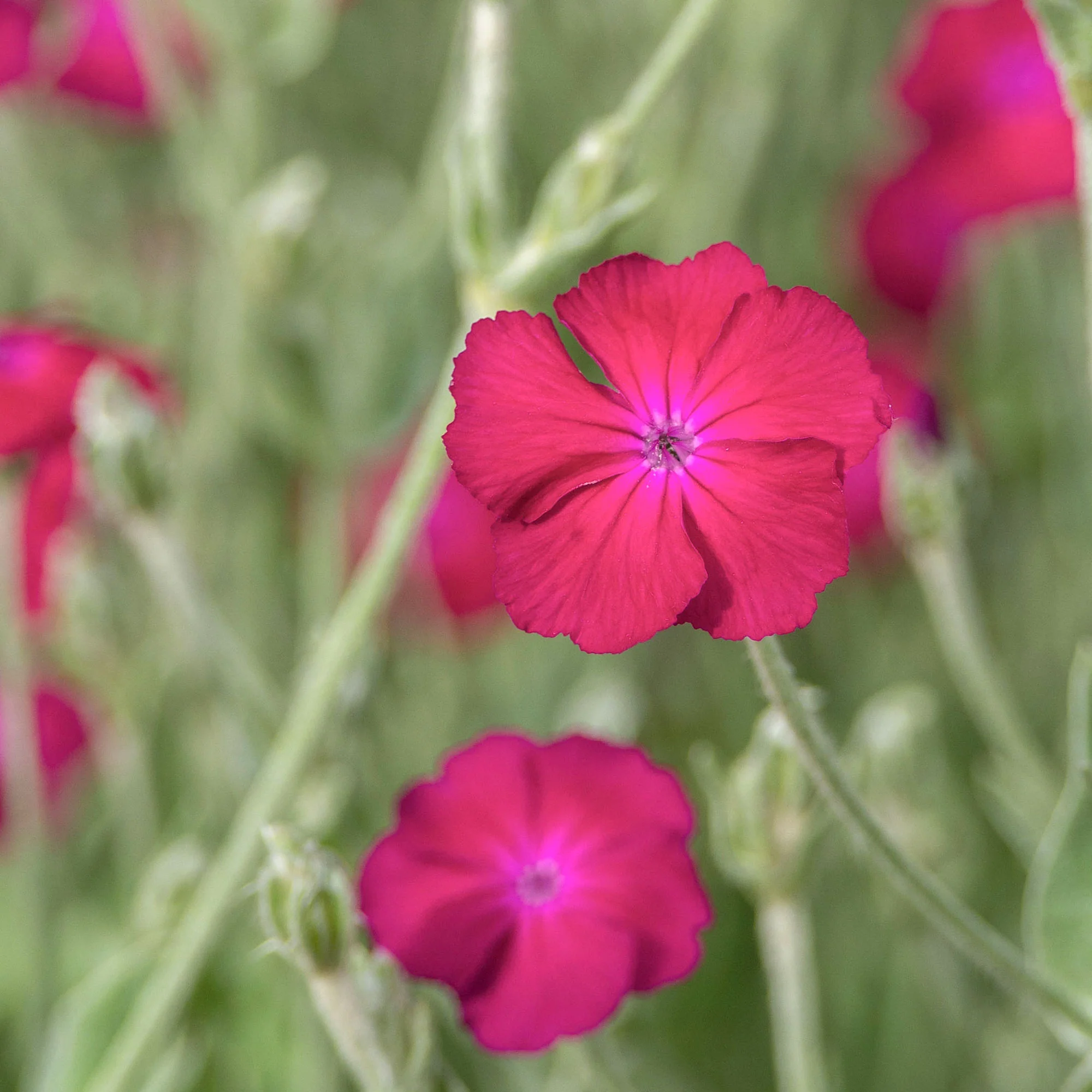 Koekoeksbloem - Image 3