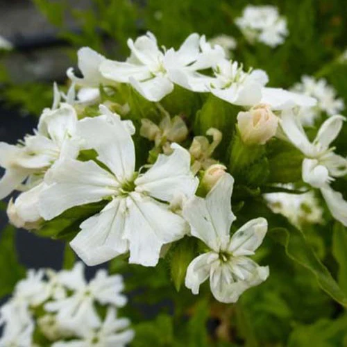 Koekoeksbloem Alba