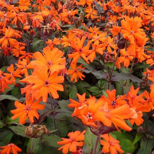 Koekoeksbloem Arkwrightii Vesuvius (x3)