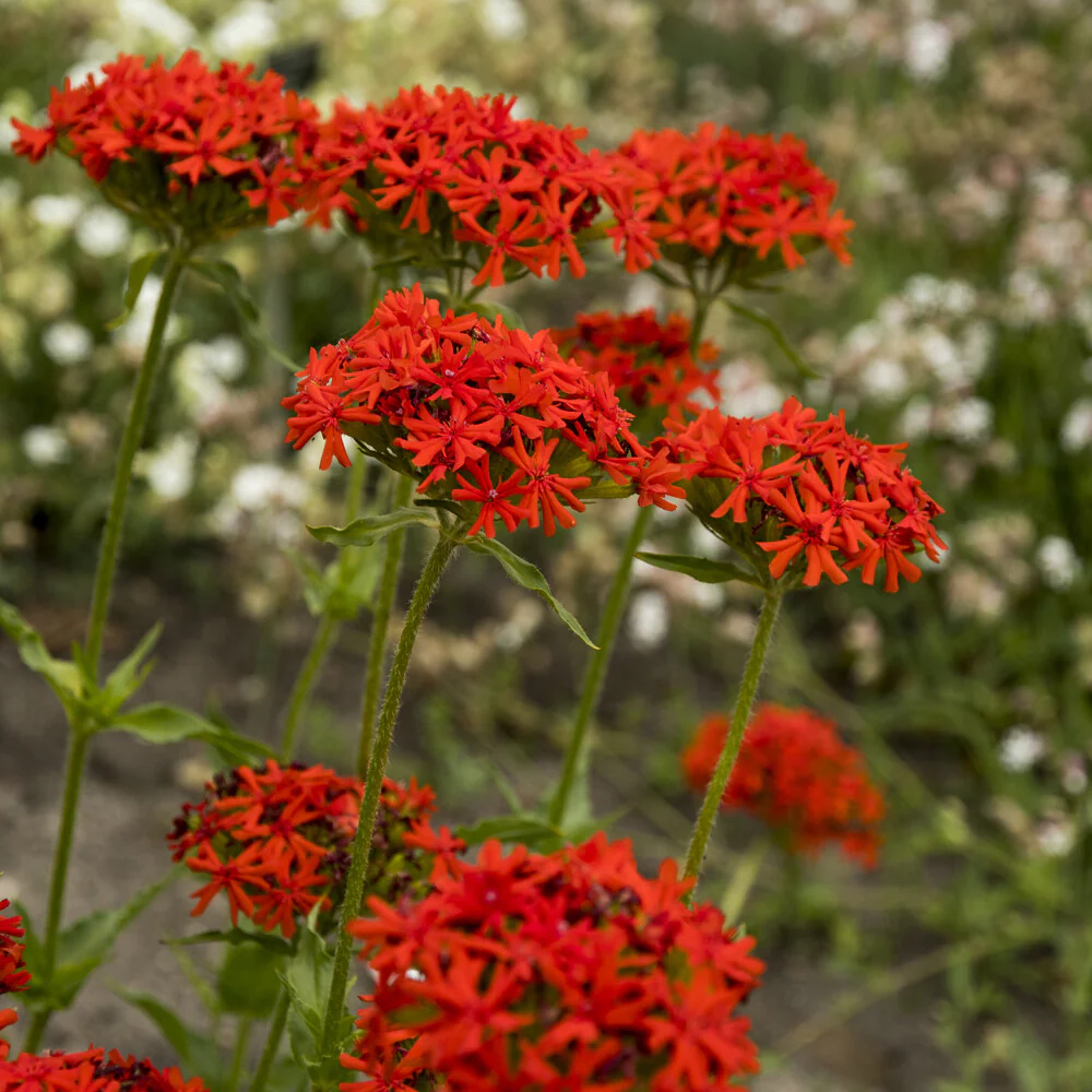 Koekoeksbloem Morgenrot