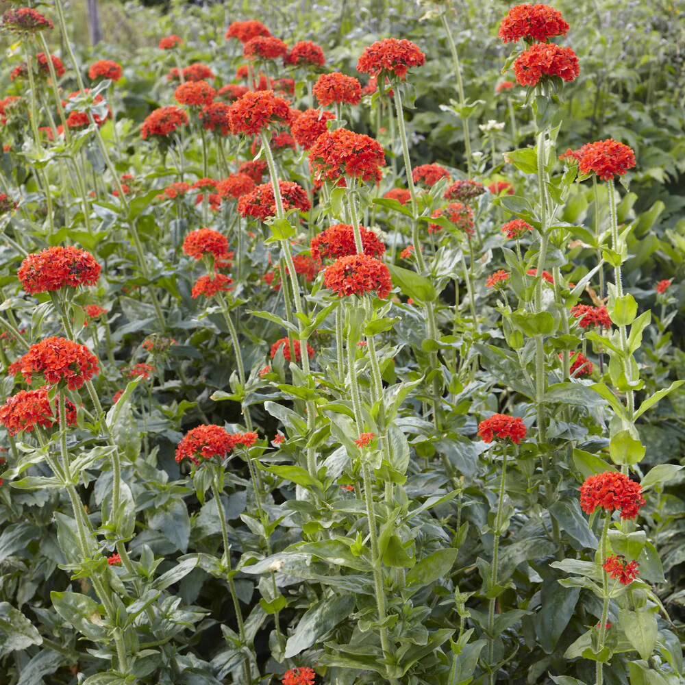 Koekoeksbloem Morgenrot - Image 2