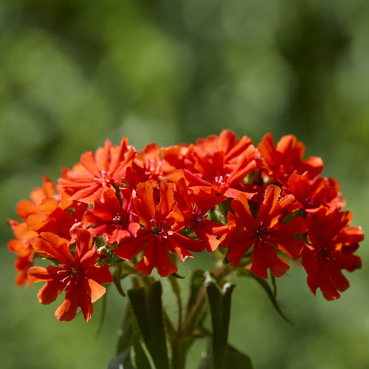 Koekoeksbloem Morgenrot - Image 3