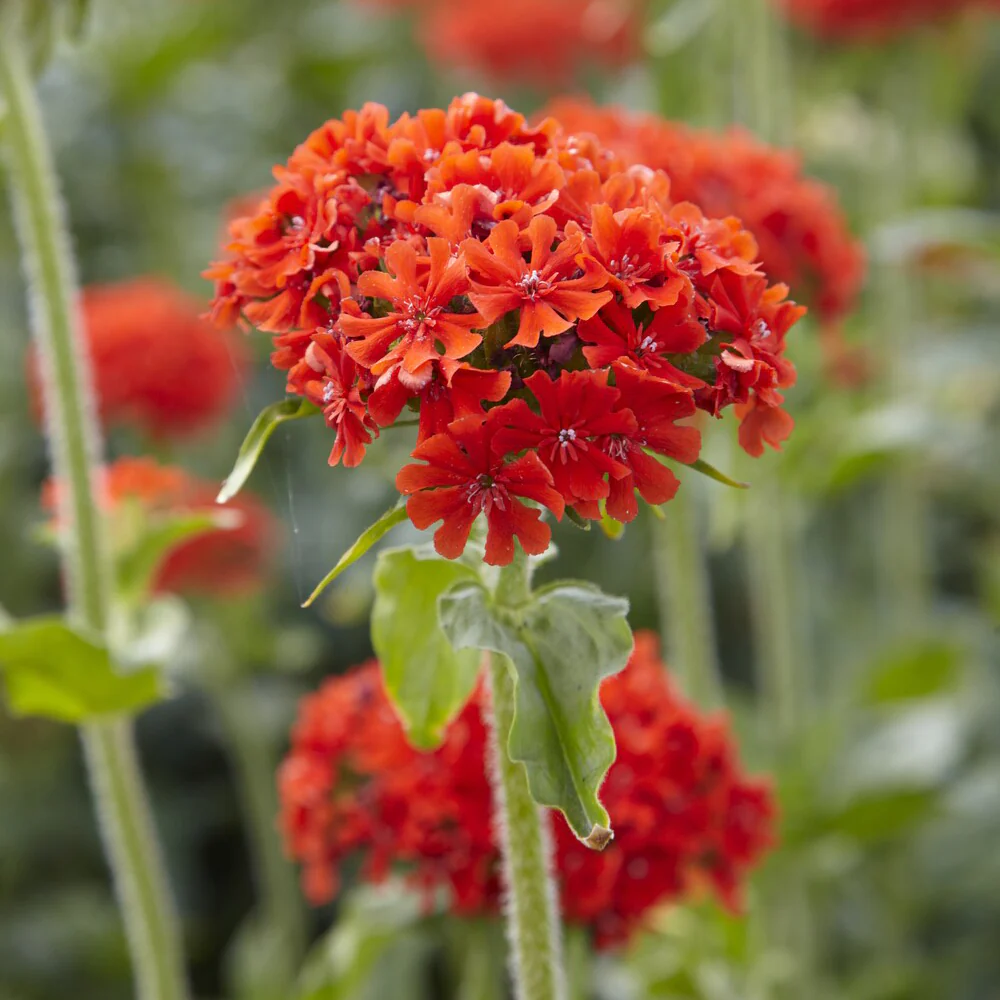 Koekoeksbloem Morgenrot - Image 4