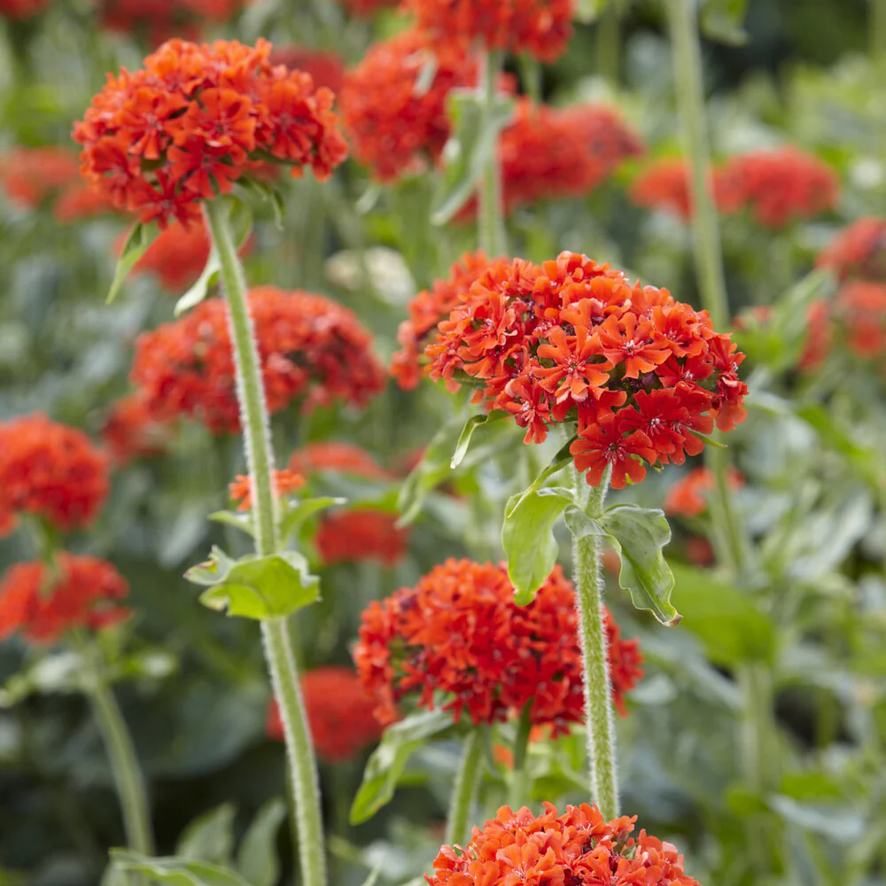 Koekoeksbloem Morgenrot - Image 5