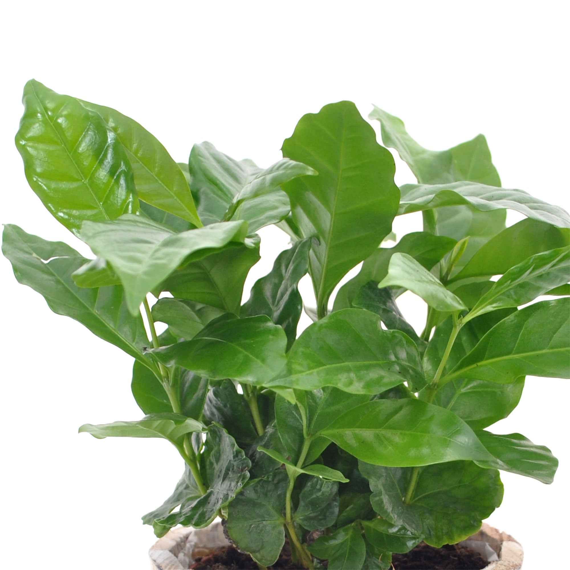 Koffieplant - Image 3