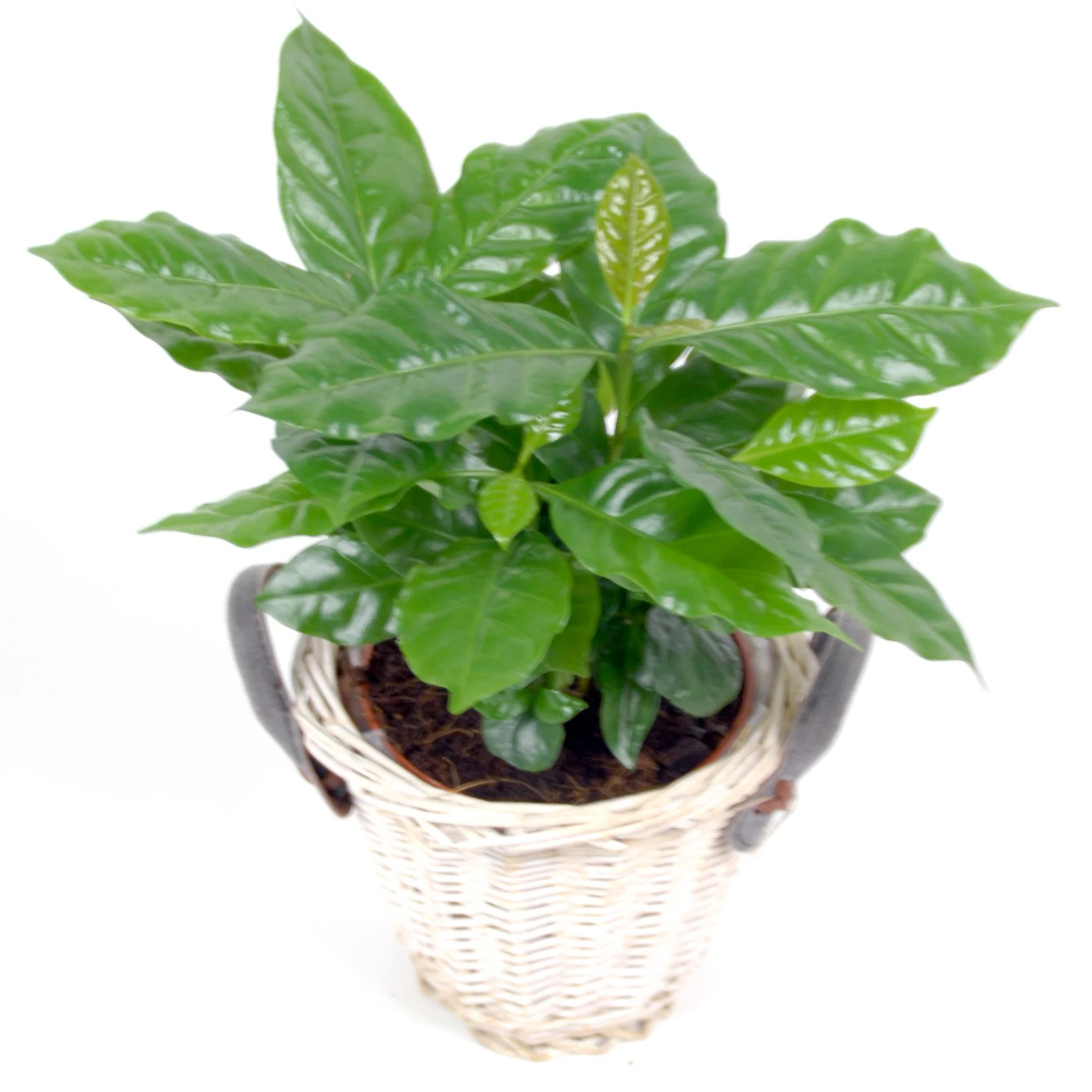 Koffieplant incl. witte sierpot - Image 2