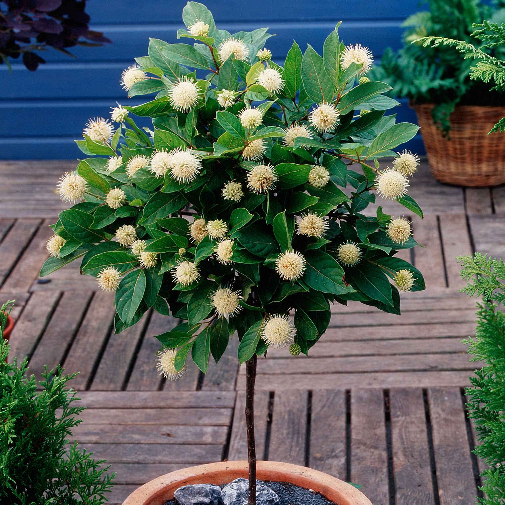 Kogelbloem