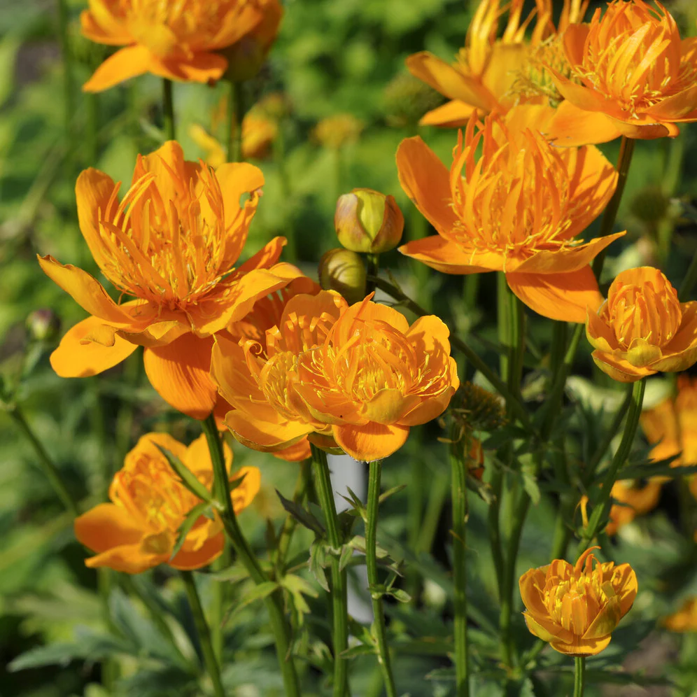 Kogelboterbloem Golden Queen - Image 2