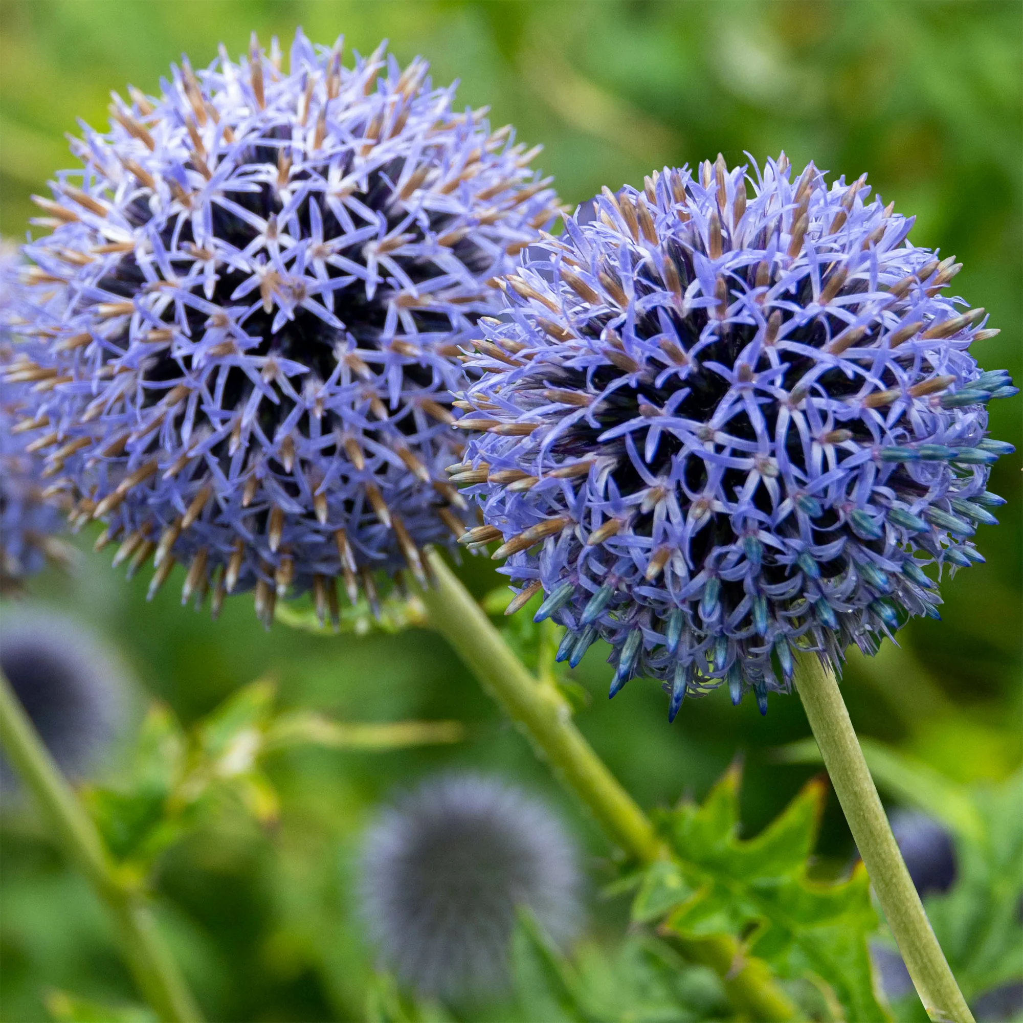 Kogeldistel 'Blue Globe' - Image 3