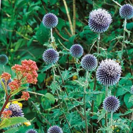 Kogeldistel 'Boule Azurée'