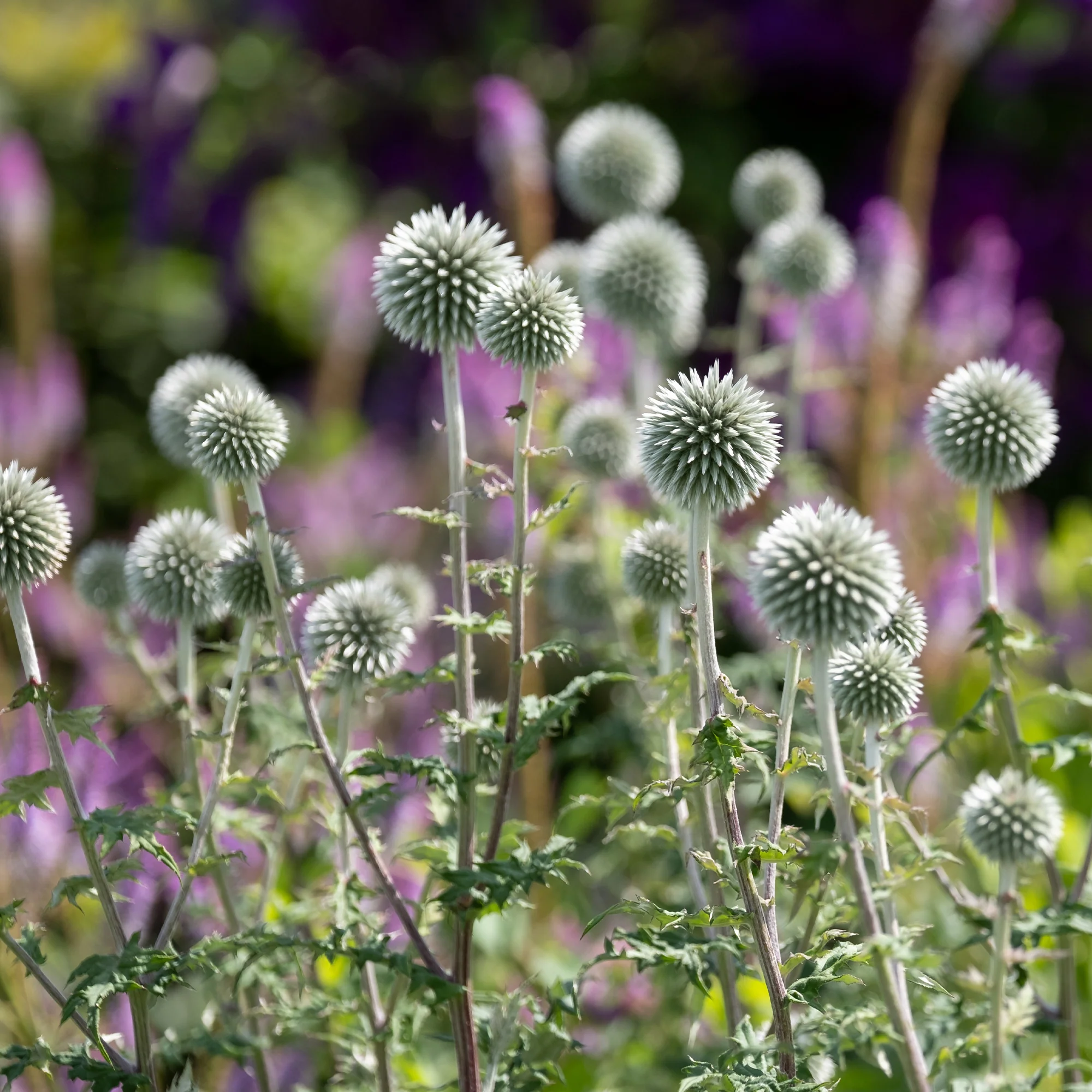 Kogeldistel 'Star Frost' - Image 2