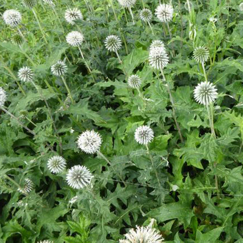 Kogeldistel 'Star Frost' - Image 5
