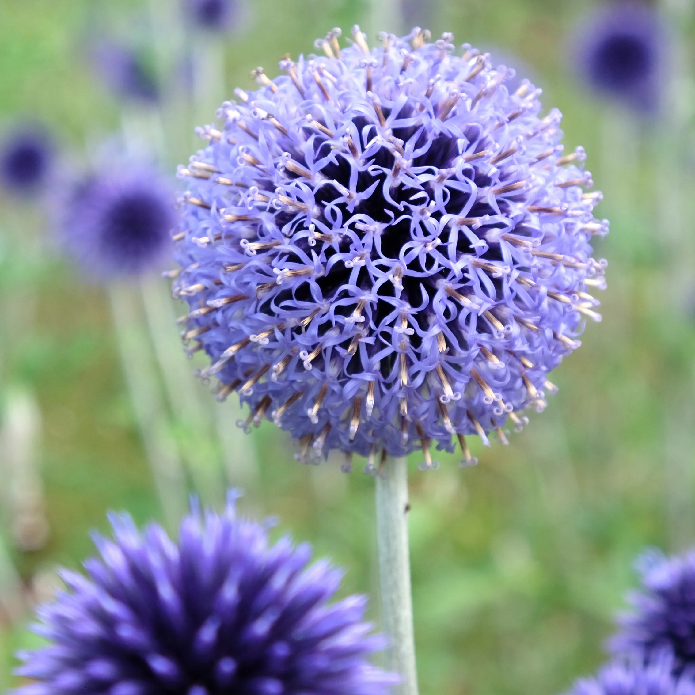 Kogeldistel Vetritch Blue