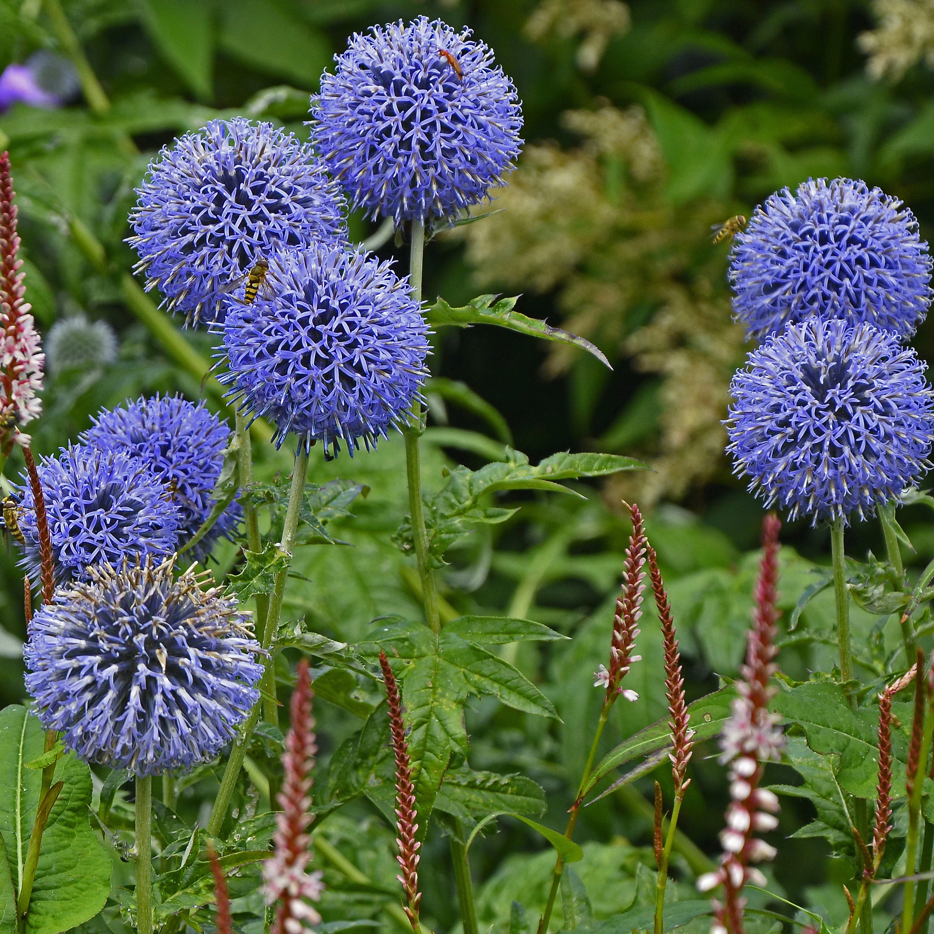 Kogeldistel Vetritch Blue - Image 2