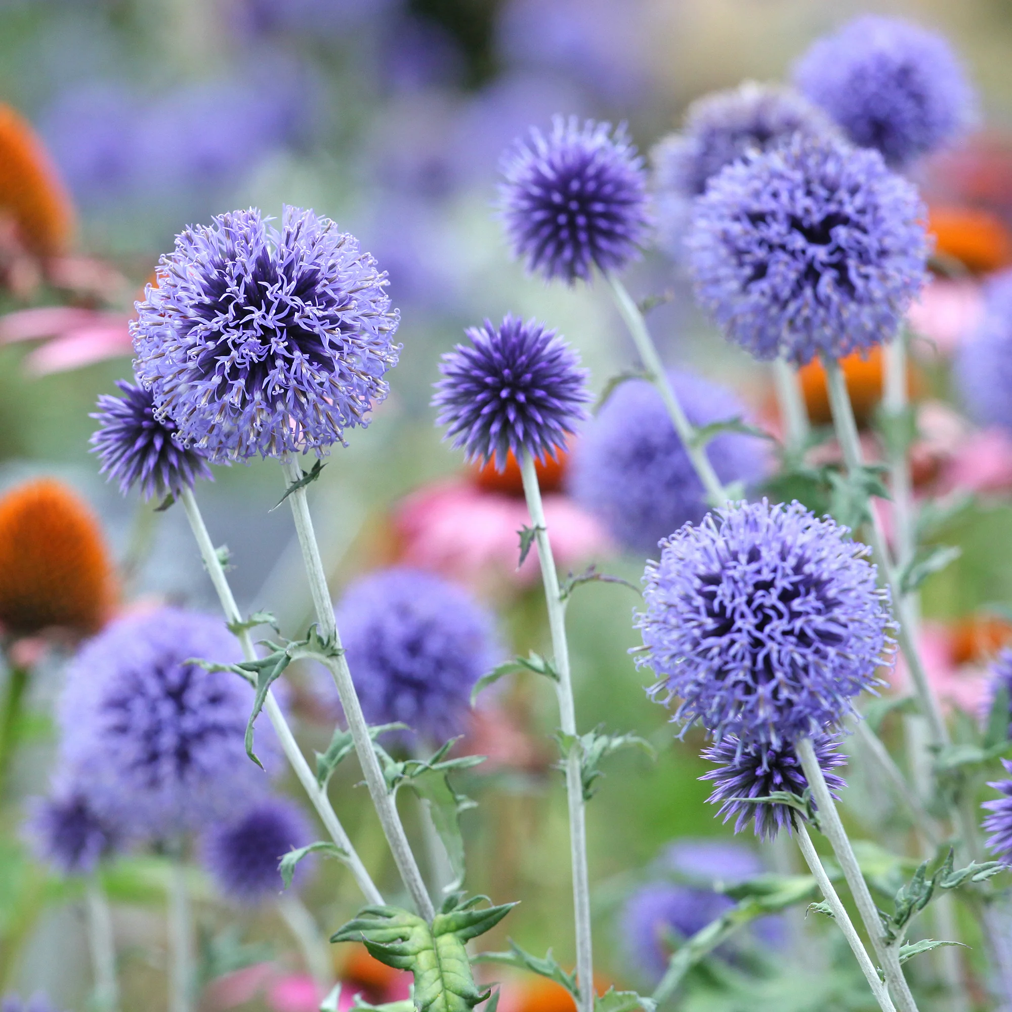 Kogeldistel Vetritch Blue - Image 3